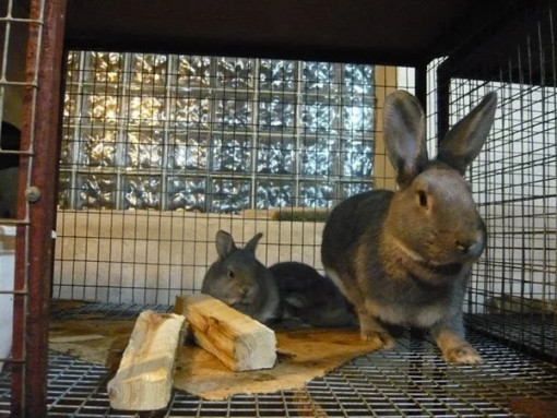 Сетка сварная оцинкованная 25х25х0,8 мм в рулоне 10 м2